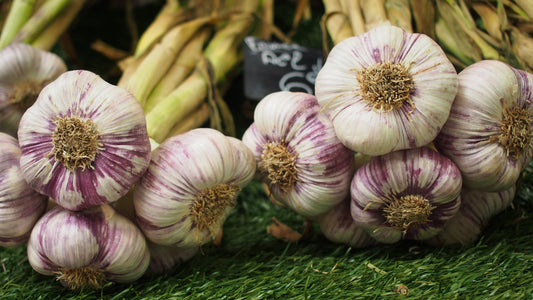 How to store Garlic