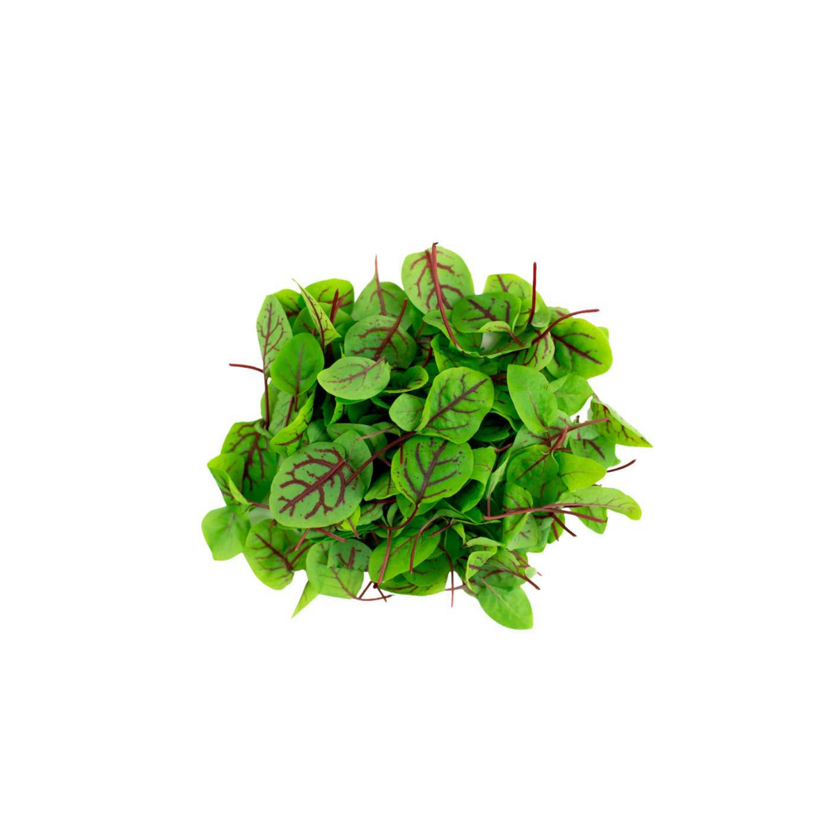 Baby Red Sorrel - Pesticide Free