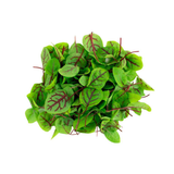 Baby Red Sorrel - Pesticide Free