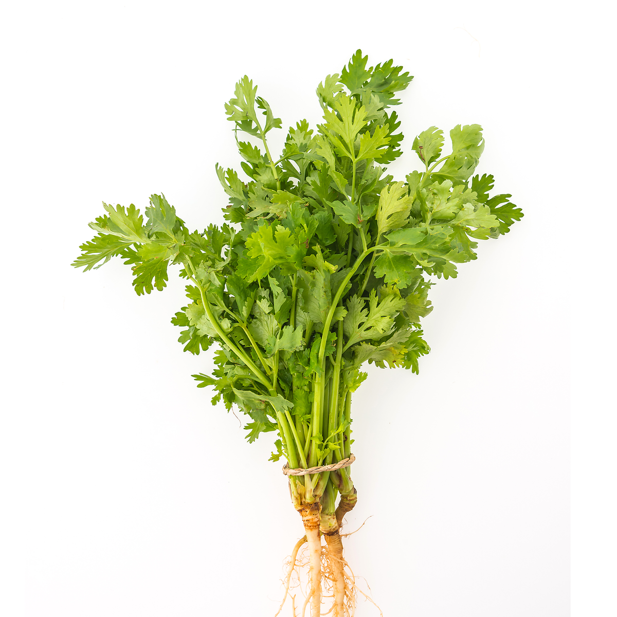 Coriander