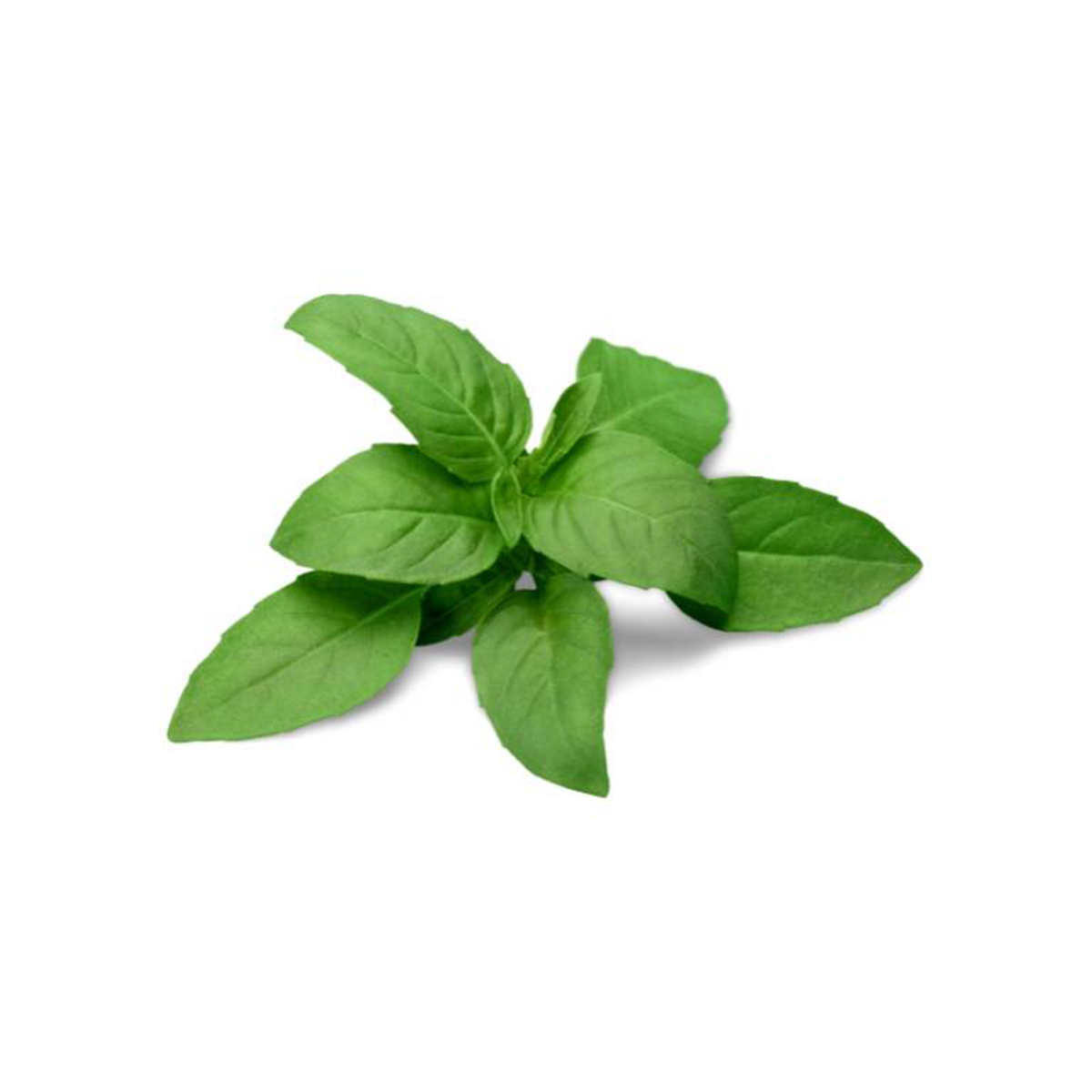 Citrus Basil - Pesticide Free