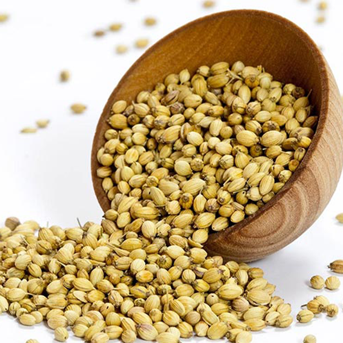 Coriander Seeds Dried