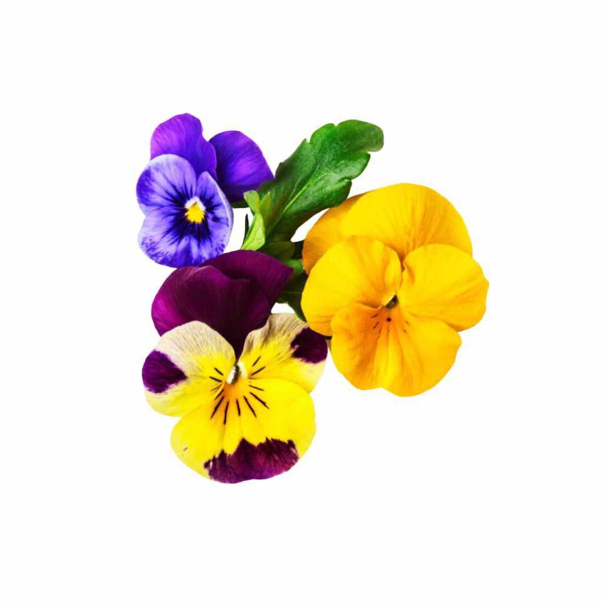 Edible Flowers Mix - Pesticide Free