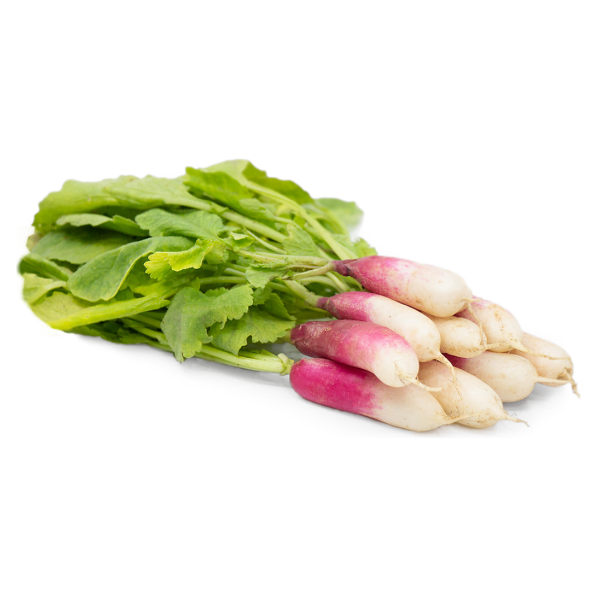 French Breakfast Radish - Pesticide Free