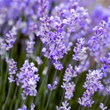 Lavender Pesticide Free