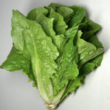 Lettuce Balady