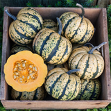 Sweet Dumpling Squash – Pesticide Free