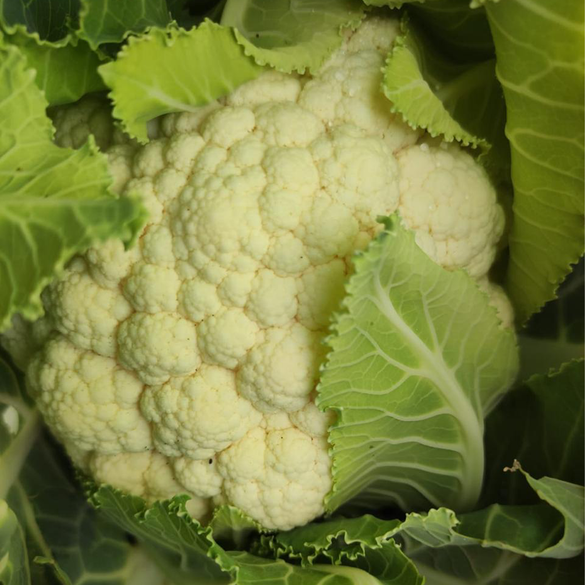 Cauliflower