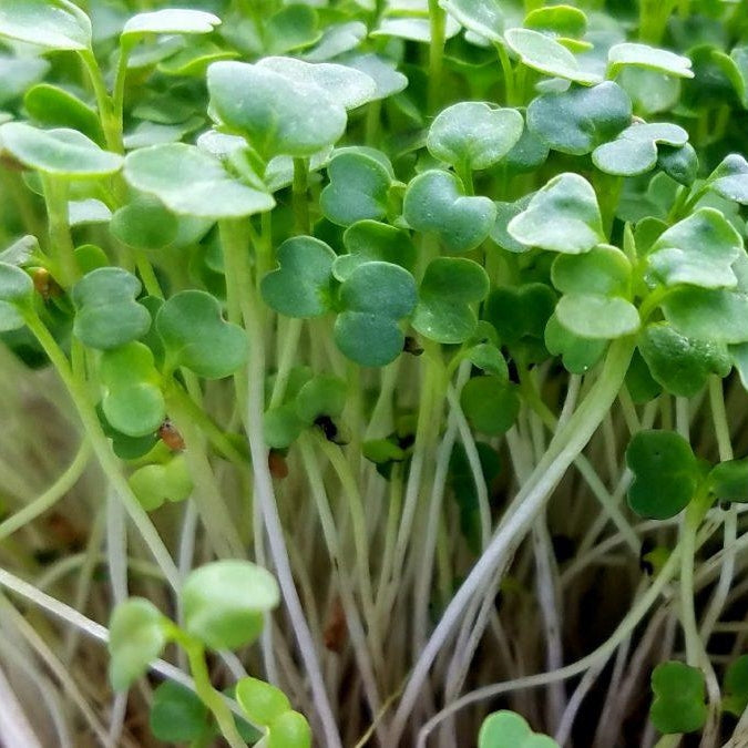 Arugula microgreens