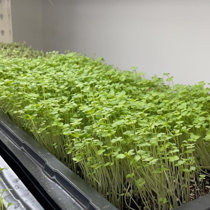 Broccoli microgreens