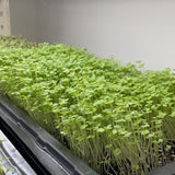 Broccoli microgreens