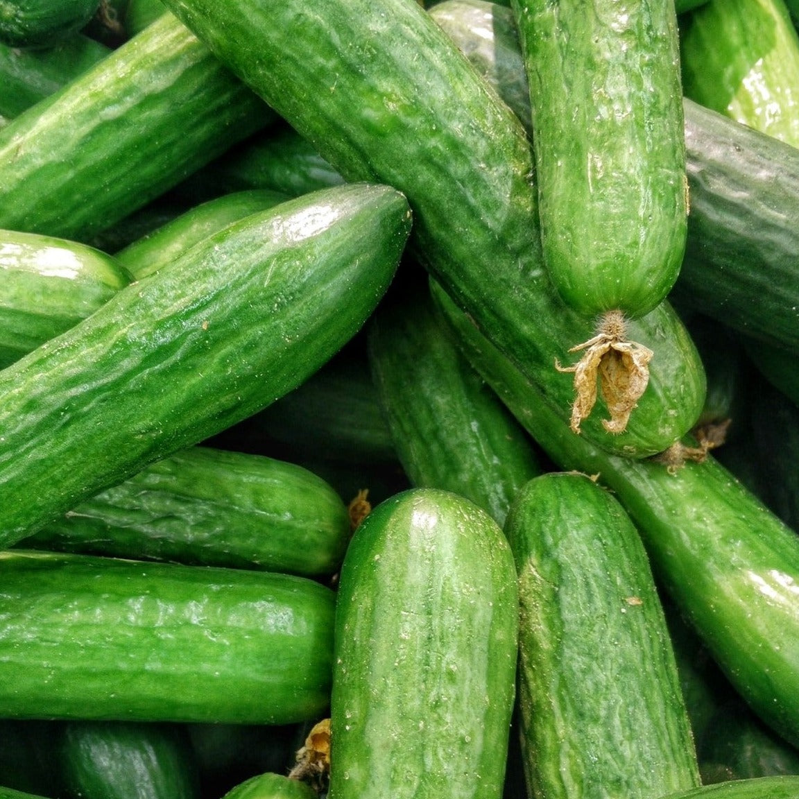 Cucumbers