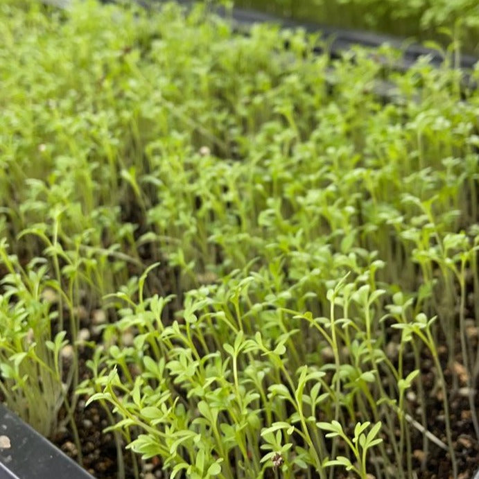 Garden cress microgreens