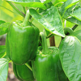 Green Peppers Organic