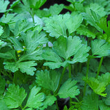 Parsley fresh