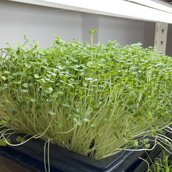 Radish microgreens