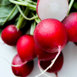 Red radish organic