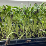 Sunflower microgreens