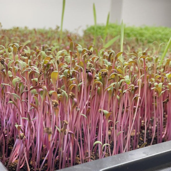 Swiss chard microgreens