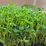 Pea shots microgreens