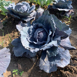 Red Cabbage Organic