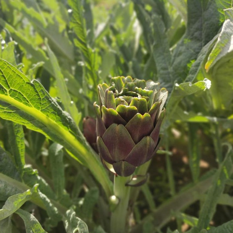 Artichoke Organic