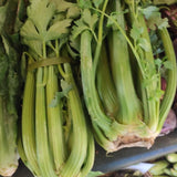 Celery local Organic