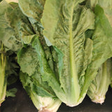 Lettuce Iceberg Organic