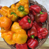 Colour Pepper Organic