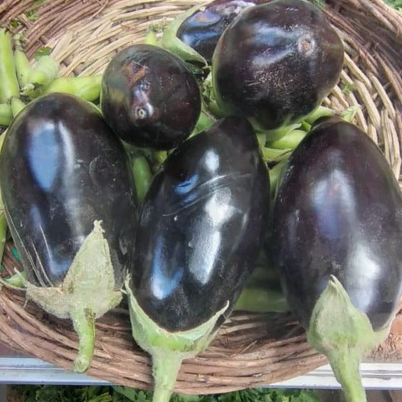 Aubergine Organic