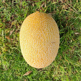 Cantaloupe Melon Organic