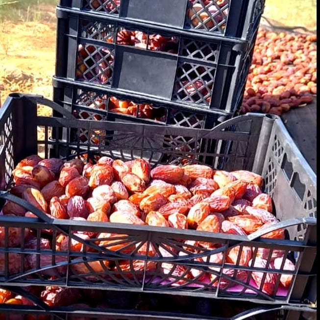 Medjool Fresh Dates Organic