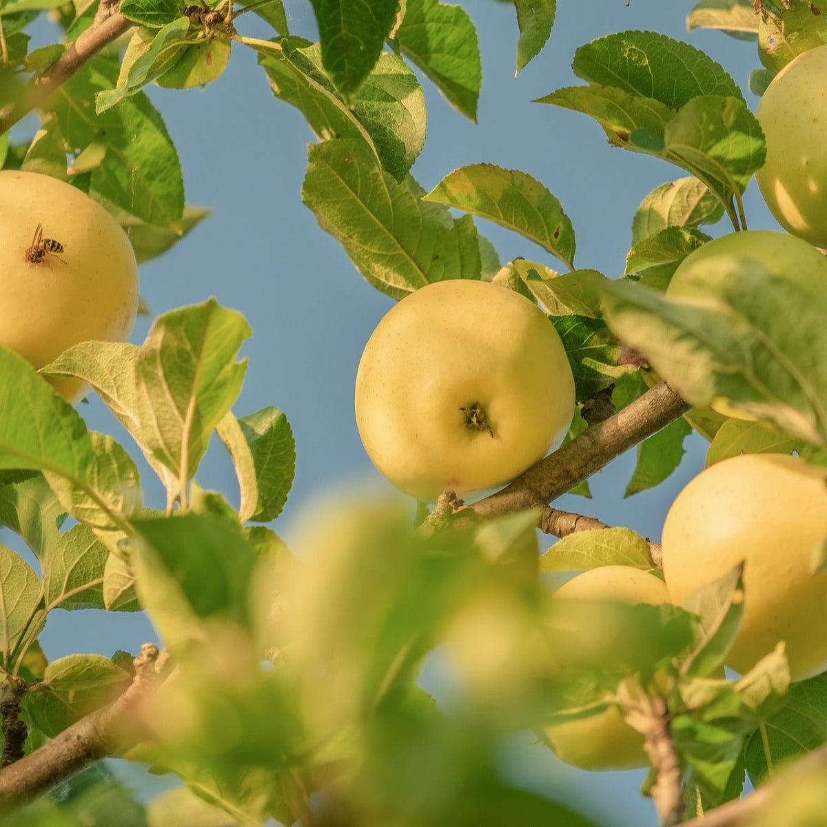 Yellow apples