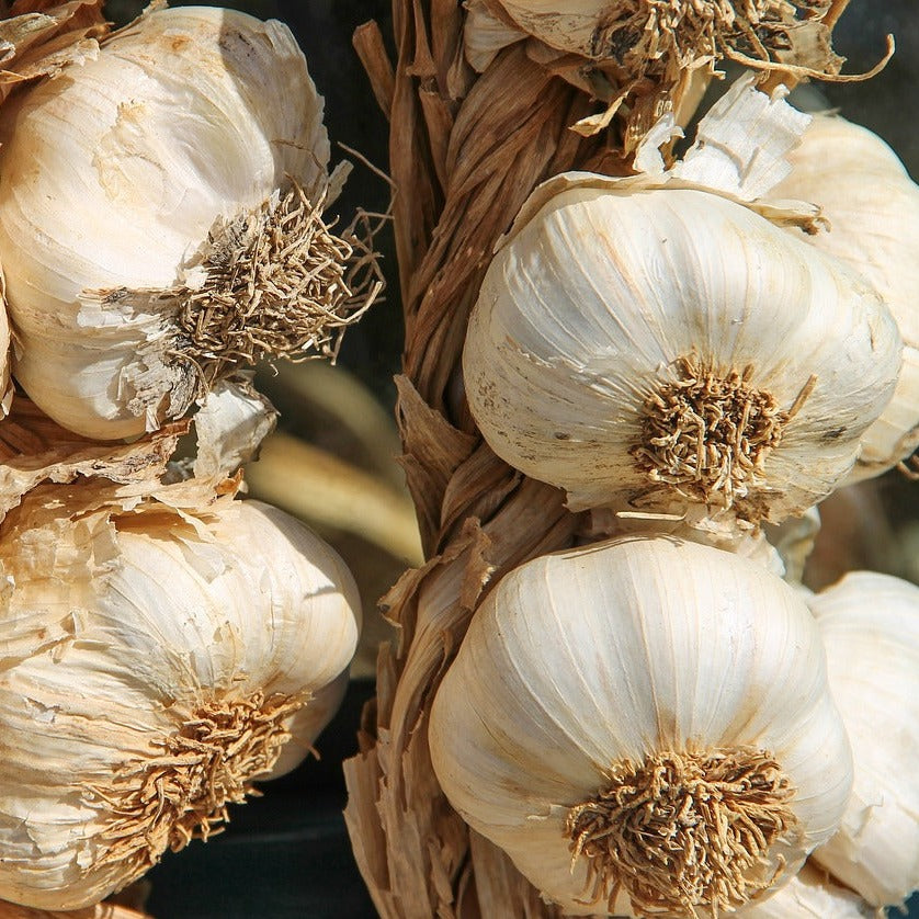 Garlic Organic