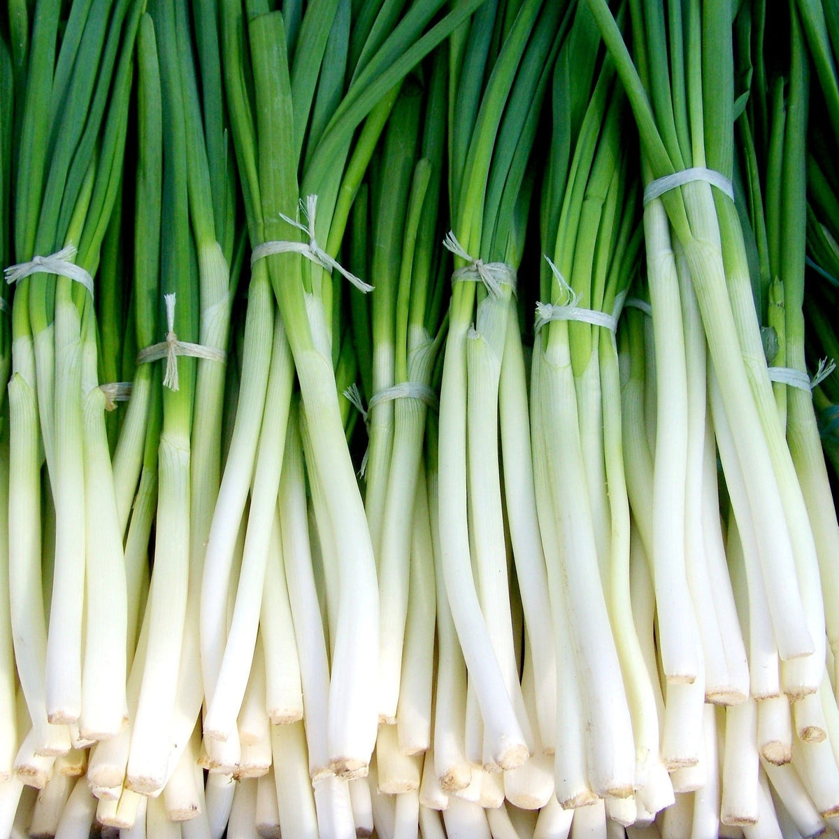 Spring Onions