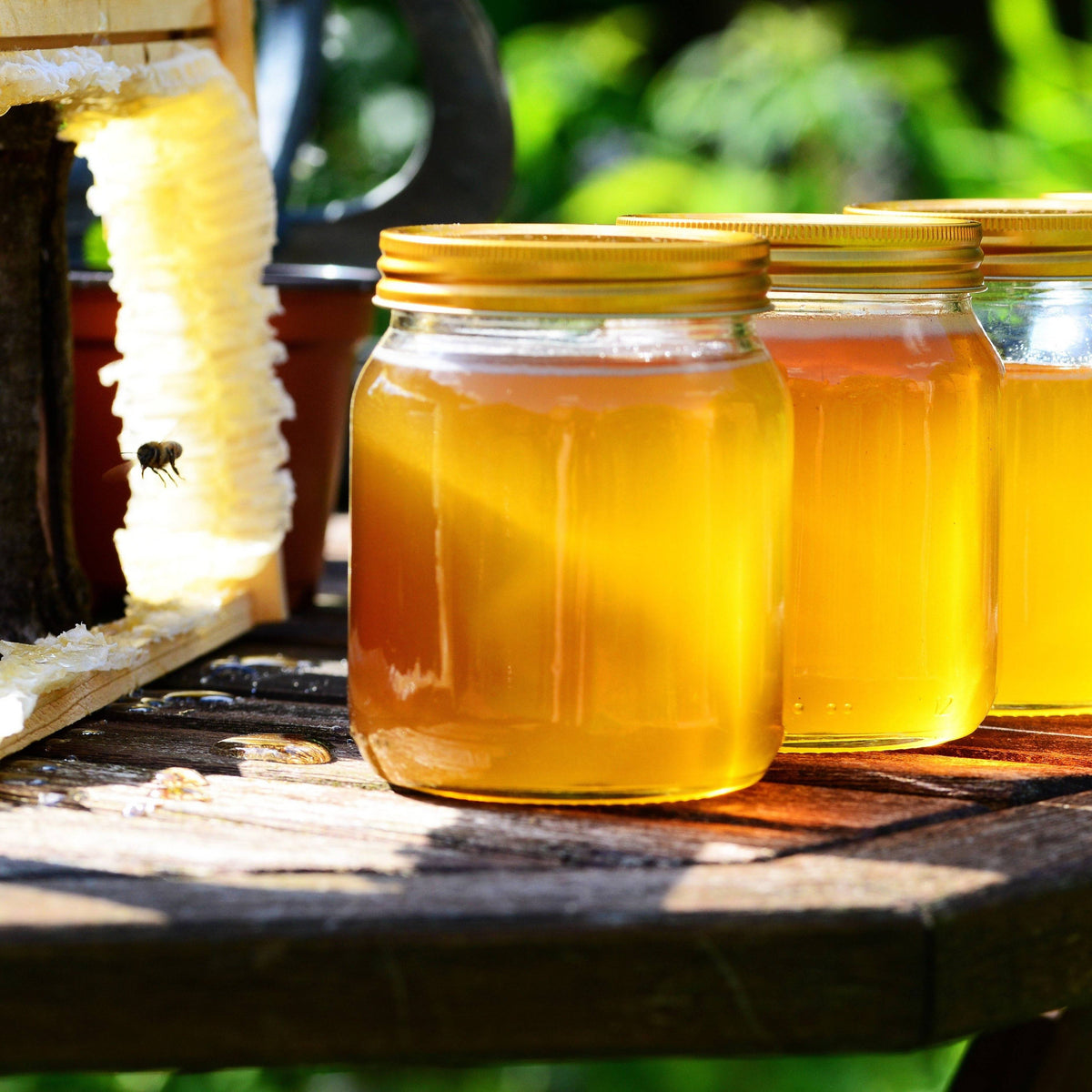 Clover raw honey