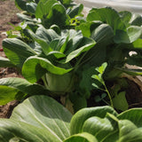 Bok Choy Organic