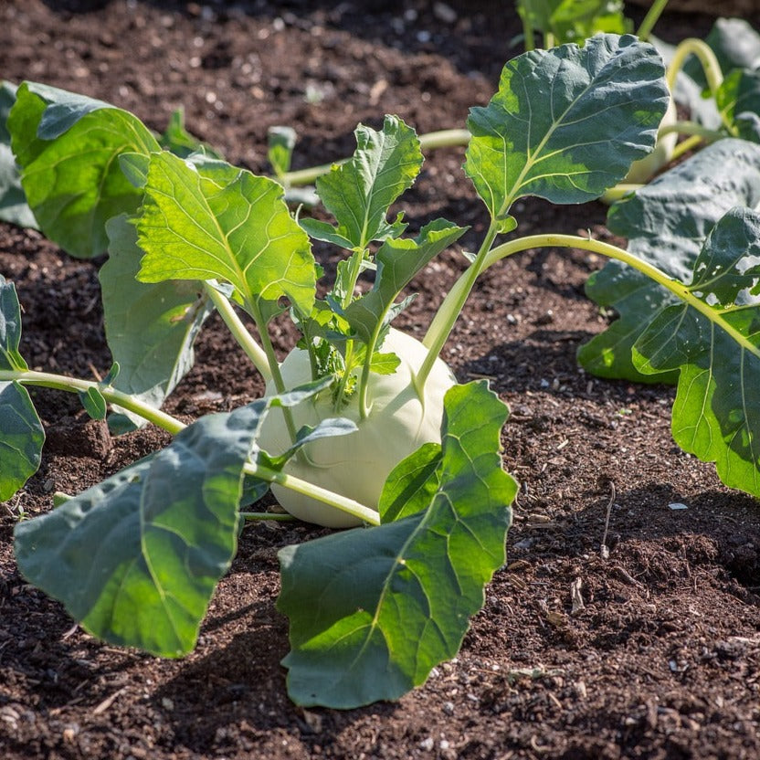 Kohlrabi Organic