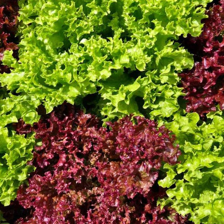 Oakleaf Lettuce Organic