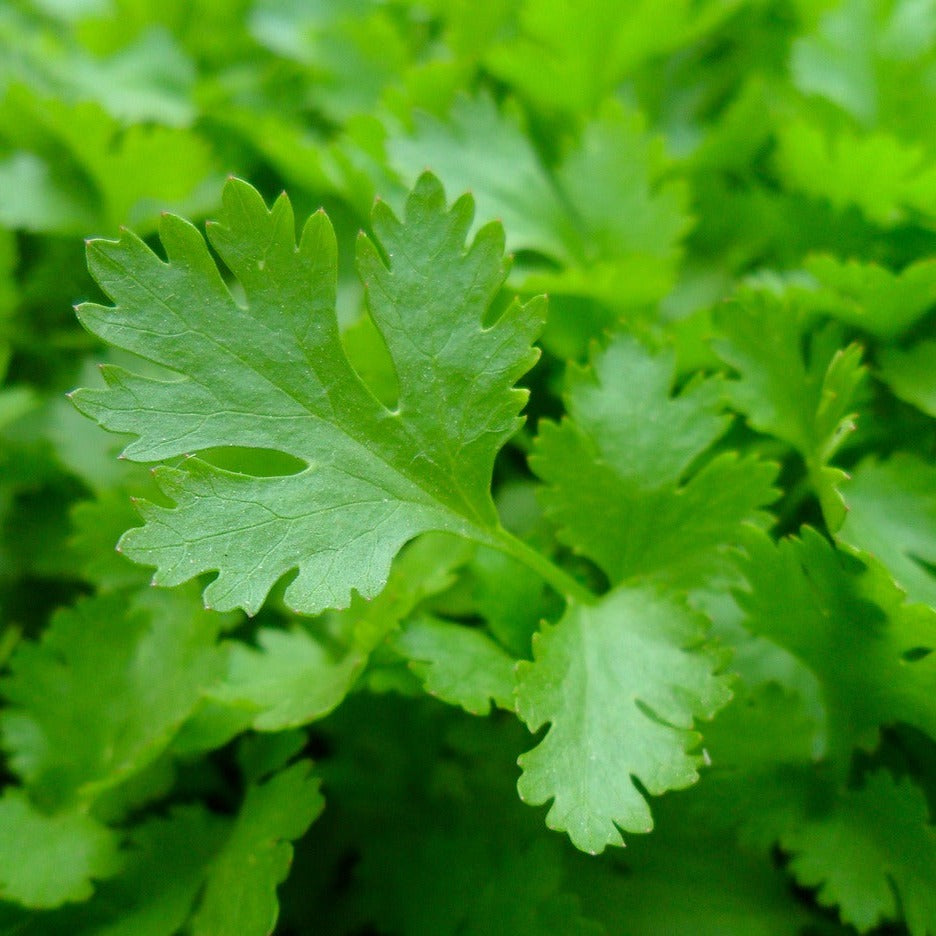 Parsley fresh Organic