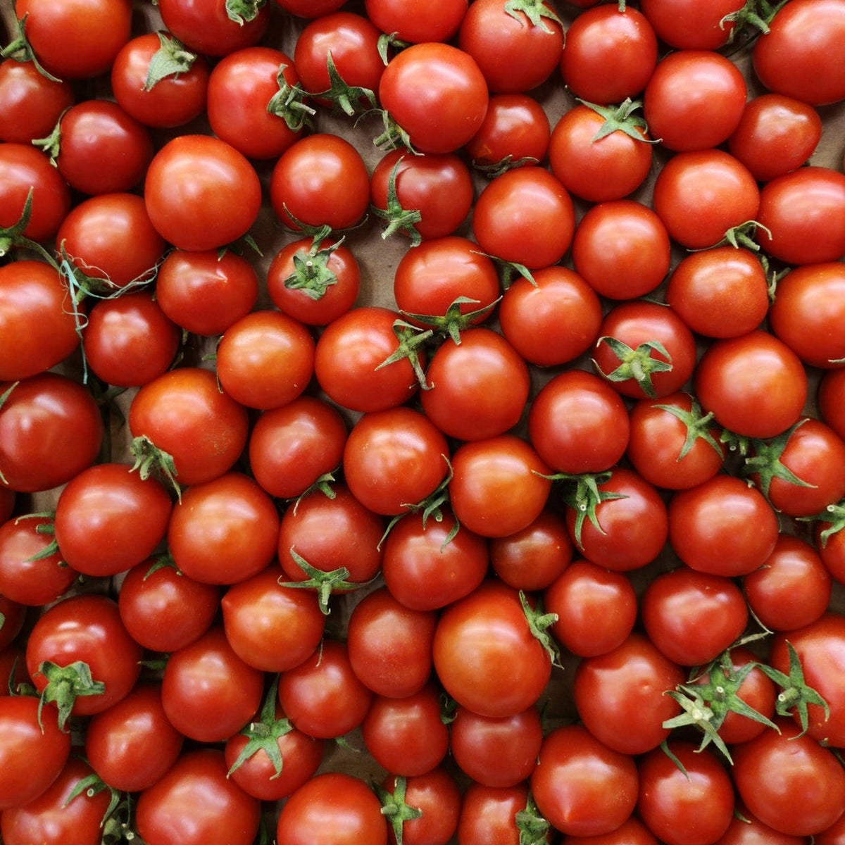 Cherry tomatoes organic