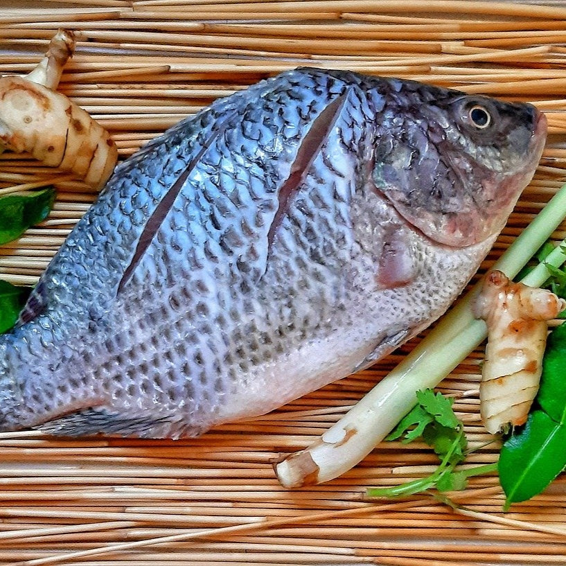 Aquaponic Tilapia Fresh